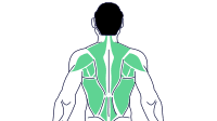 Trapecio Principiante